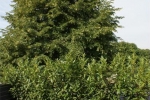 Pflanzkuebel_Schueler_jasper8