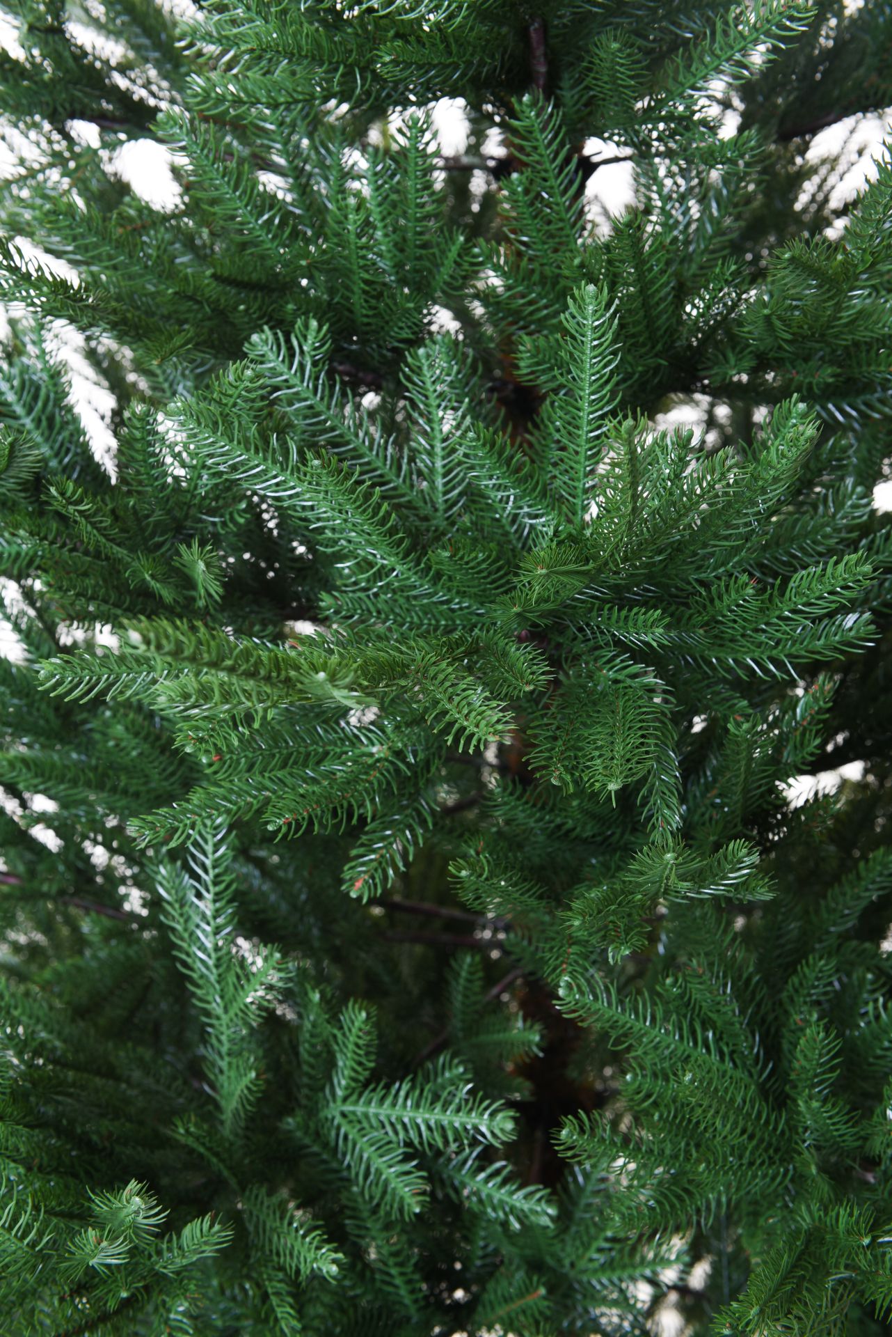Tannenbaum Fichte