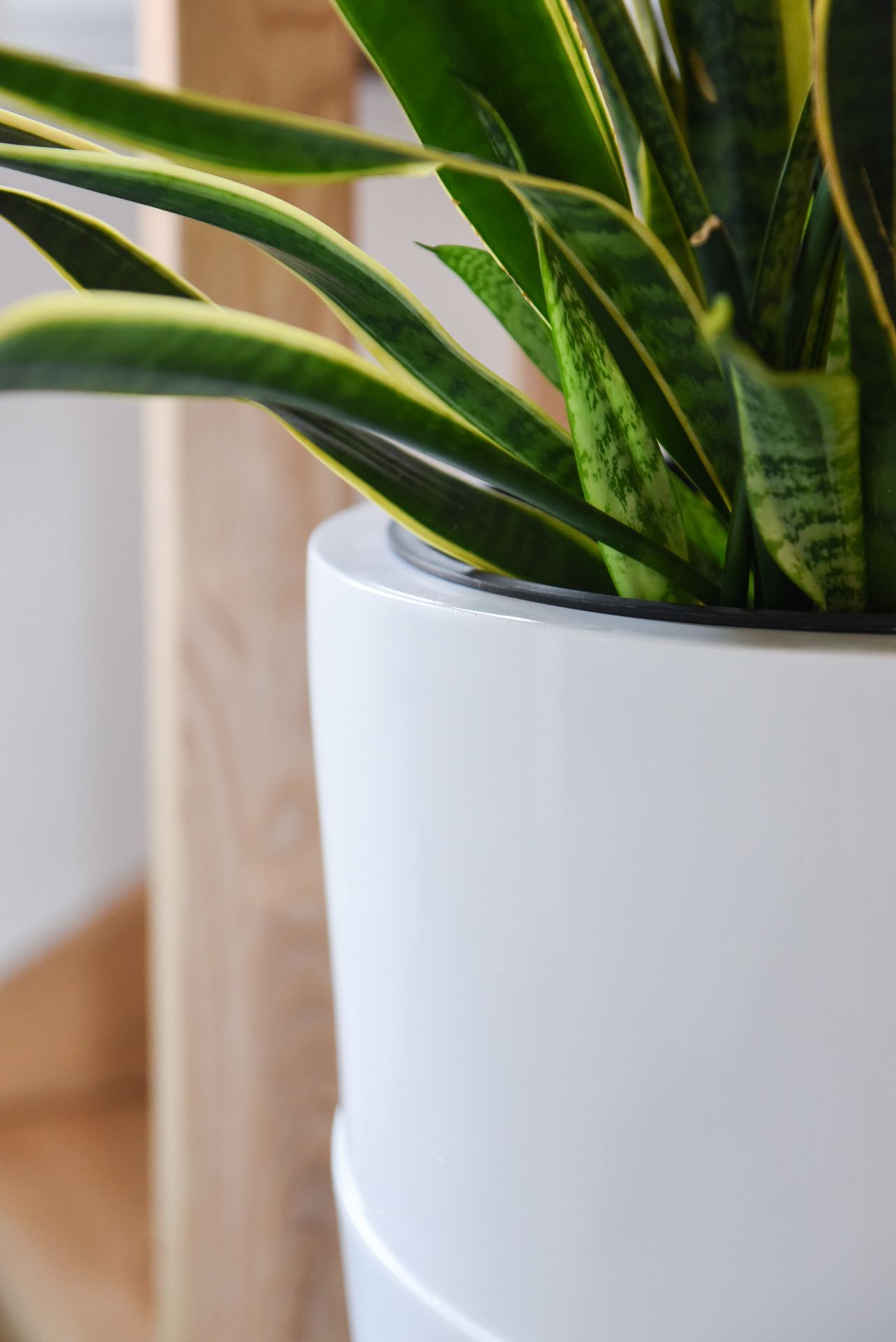 Exklusiver Blumenkübel Pflanzkübel Fiberglas "Moena" 80 cm Weiß