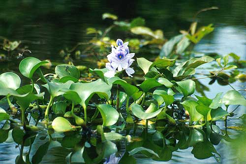 Wasserhyazinthe