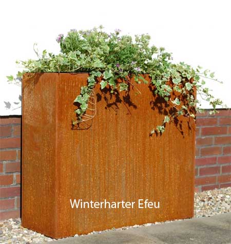 winterharter Efeu