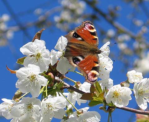 schmetterling