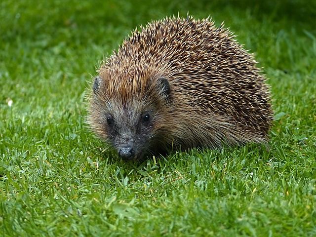 Igel auf Gras