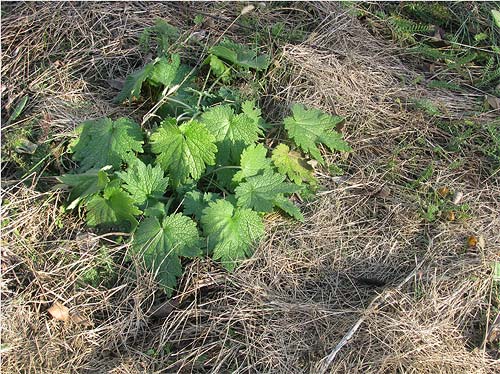 gemulchtes Beet mit Wildstaude