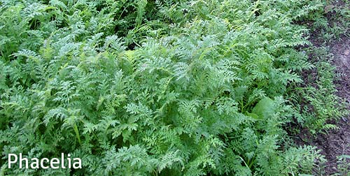 Phacelia Gründüngung