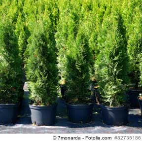 thuja