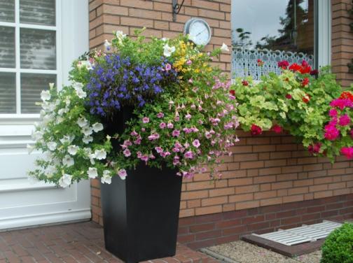 Ein buntes Veilchen-Arrangement schmückt den Fiberglas Blumenkübel Classic